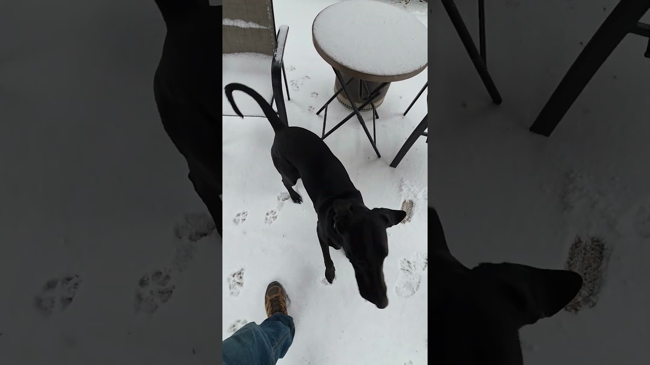 My Puppy's First Snow