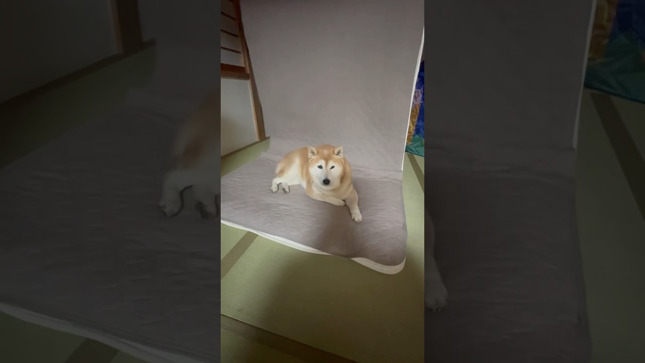 La conmovedora terquedad de un Shiba Inu y su abuela