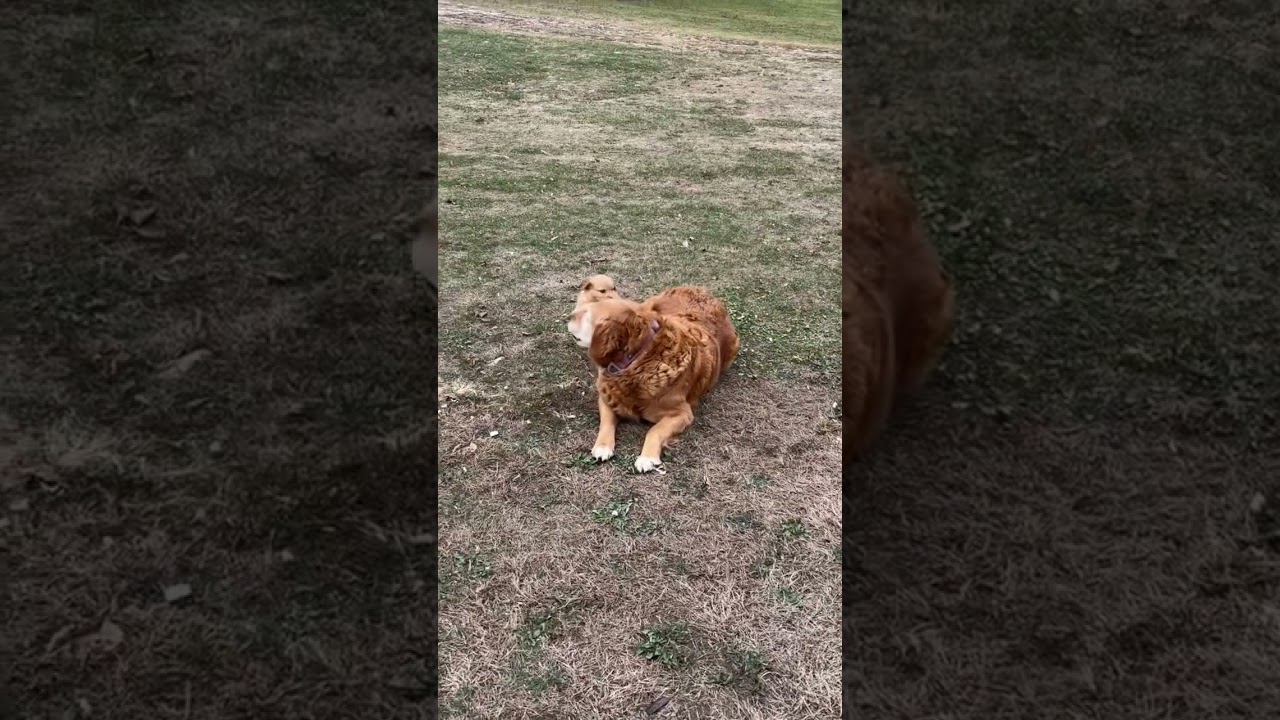 El conmovedor secreto de los cachorros Golden Retriever