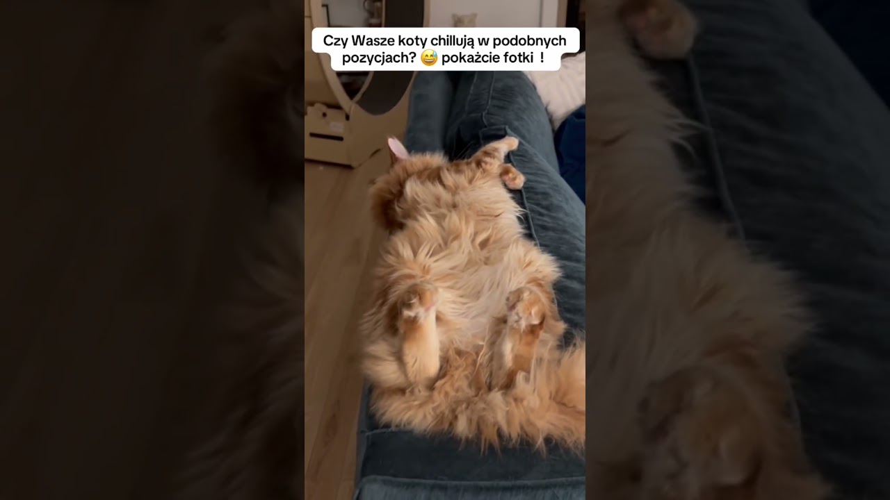 El conmovedor descanso profundo de este pequeño gigante