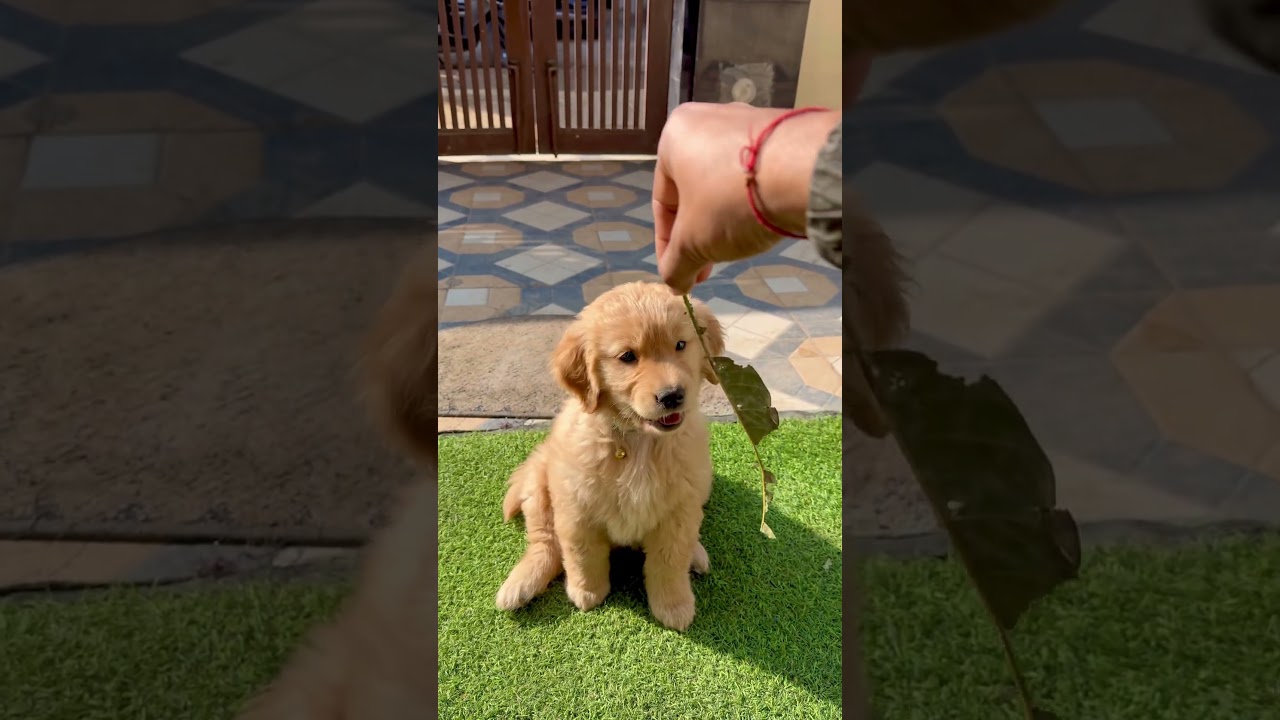 La increíble explosión de alegría de Ellie, la Golden