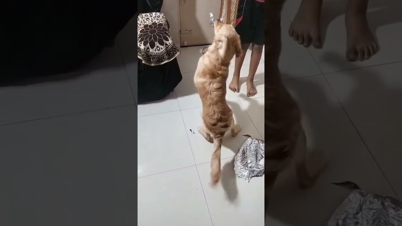 La fascinante razón tras la alegría de este Golden Retriever