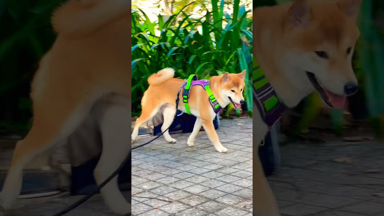 El comportamiento único de Yoshi: un Shiba inolvidable