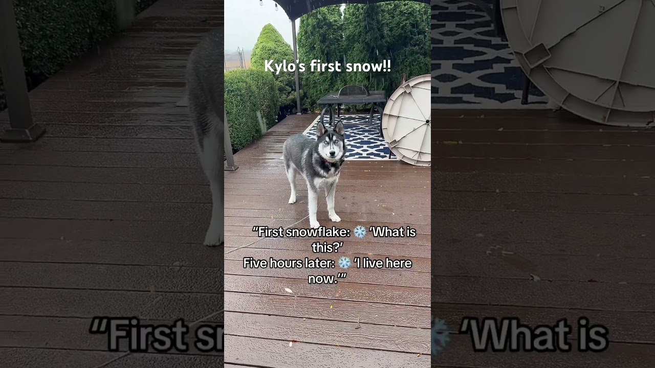 La conmovedora reacción de un Husky al tocar nieve por primera vez