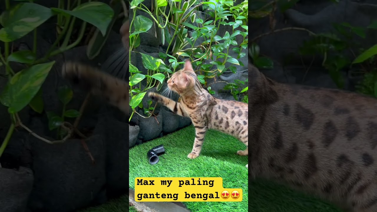 El increíble gato Bengal que cautiva a miles en redes
