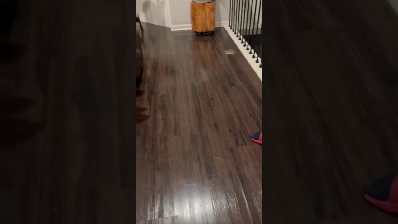 La inesperada reacción de un Shiba Inu frente a un cerdito