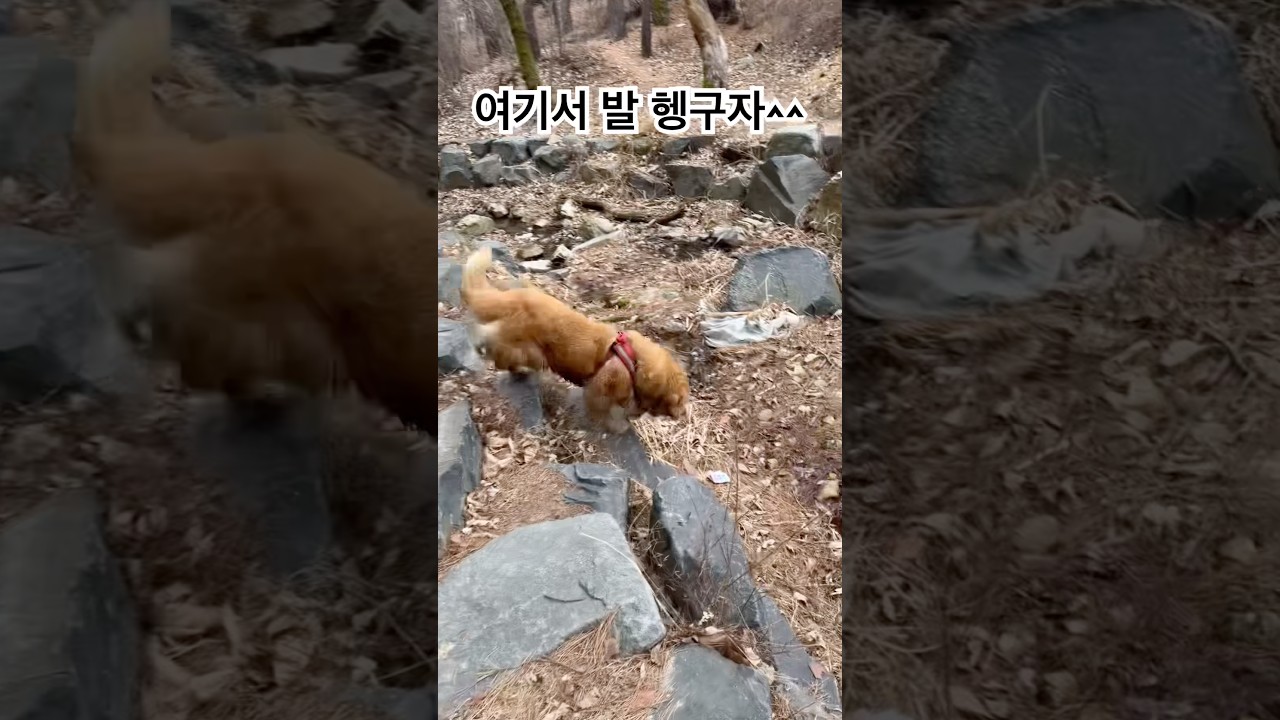 El conmovedor ritual de limpieza de este Golden Retriever