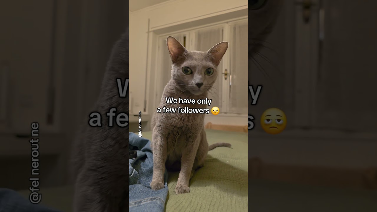 La inesperada conexión entre un Bengal y un Ruso Azul