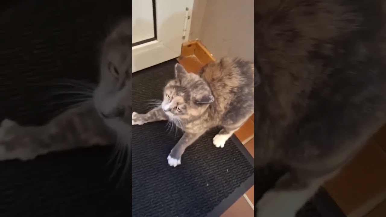 El fascinante origen de la energía explosiva en gatitos