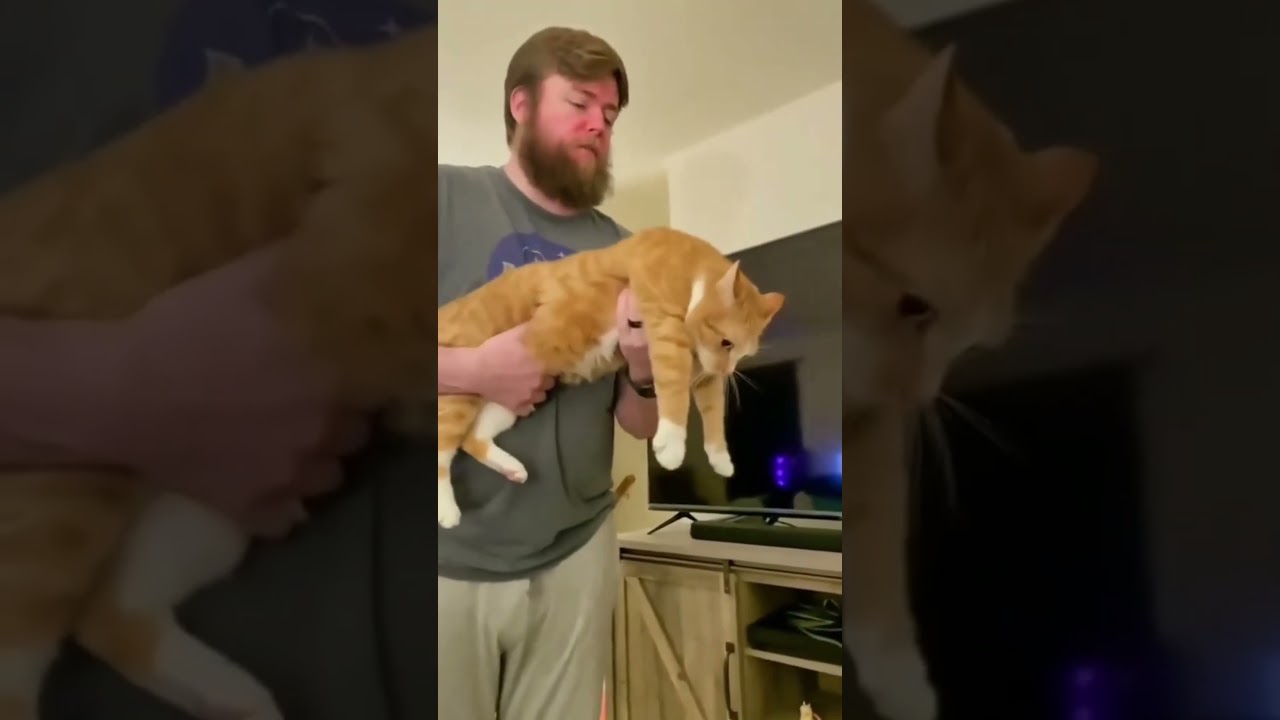 El tierno 'efecto combustible' que vuelve locos a estos gatitos