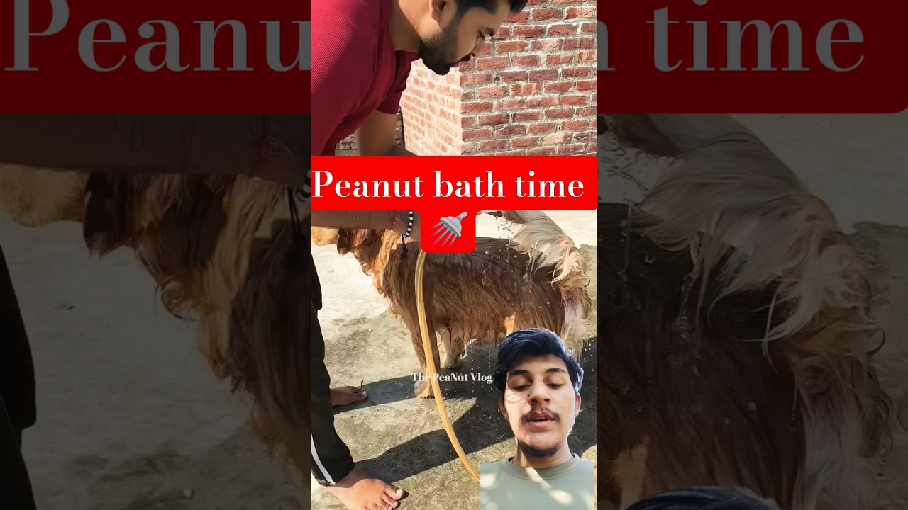La increíble lección de calma de PeaNut en la bañera