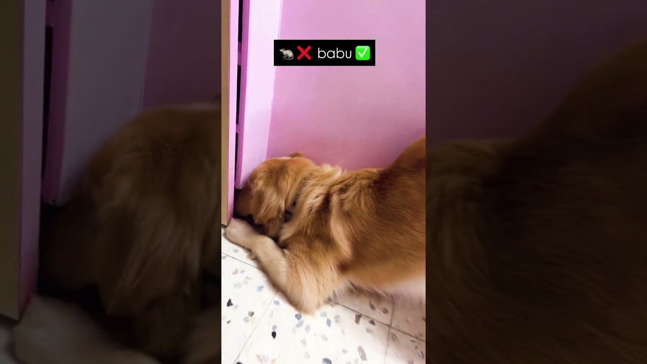 El inesperado diálogo de Bruno que conquista las redes