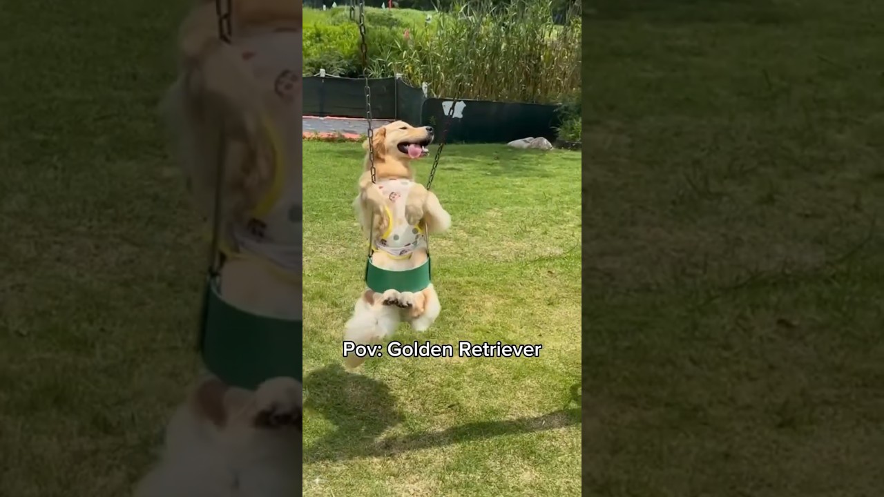 La ciencia detrás del corazón de oro de los Golden Retriever