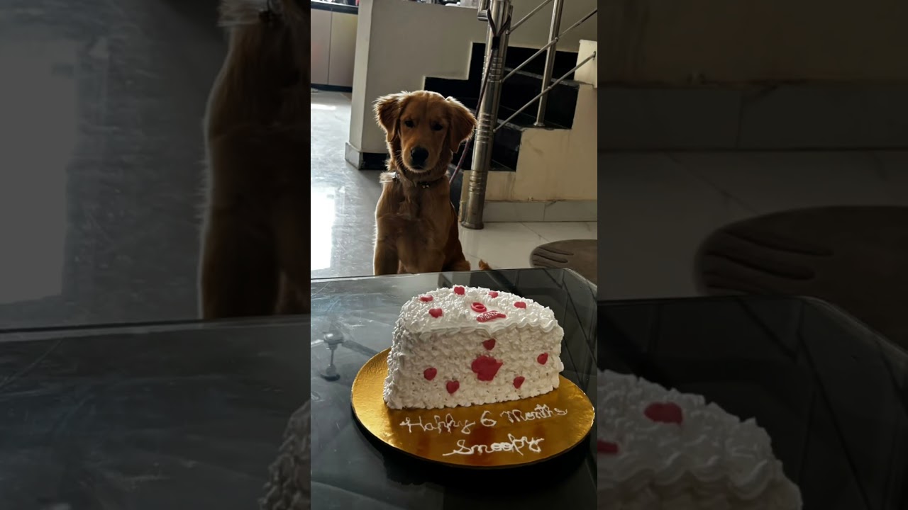 La emotiva evolución de Snoopy: 6 meses de pura ternura dorada