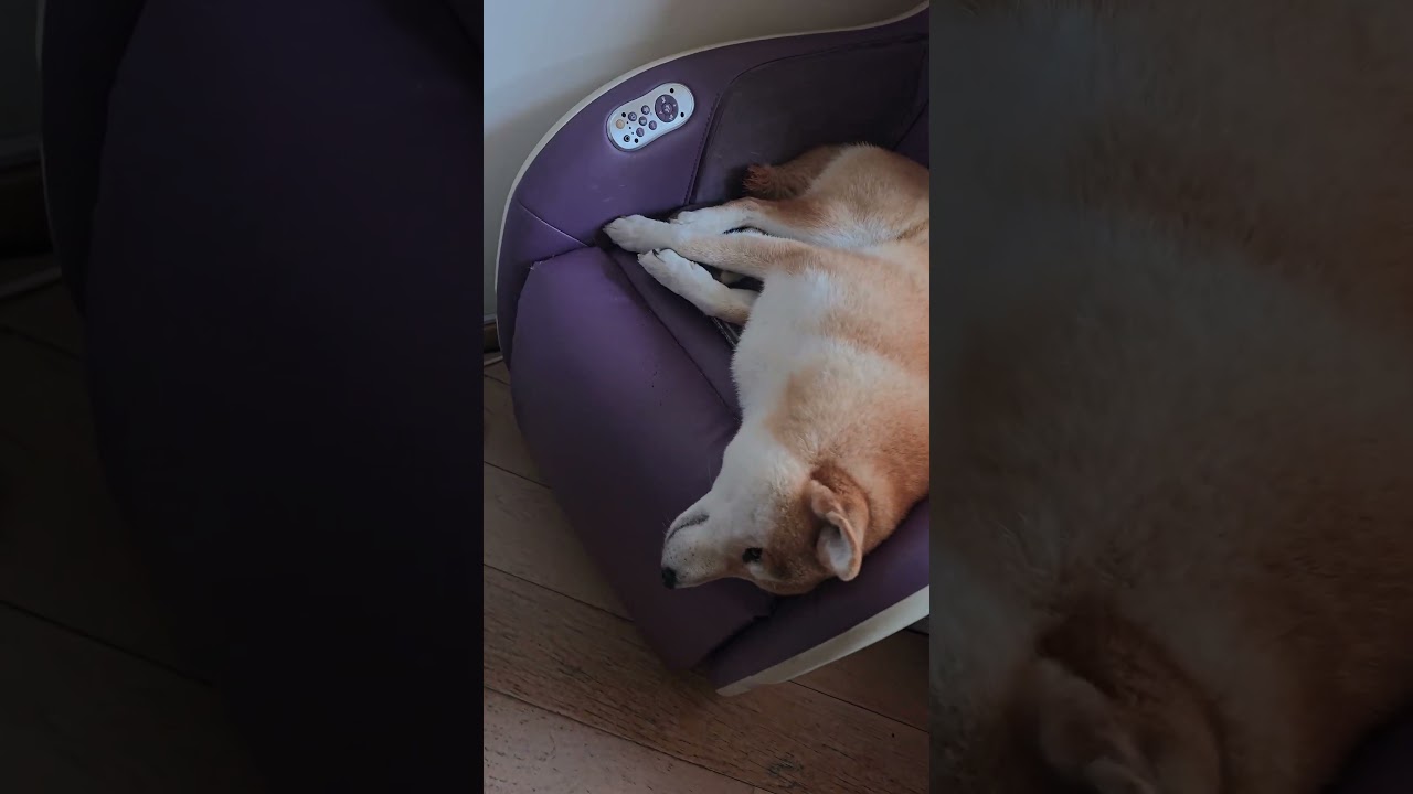 El asombroso vínculo entre un Beagle y un Shiba Inu
