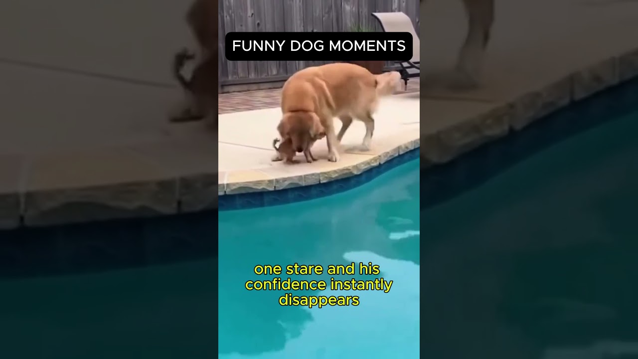 El conmovedor duelo de paciencia entre un Golden y un gato