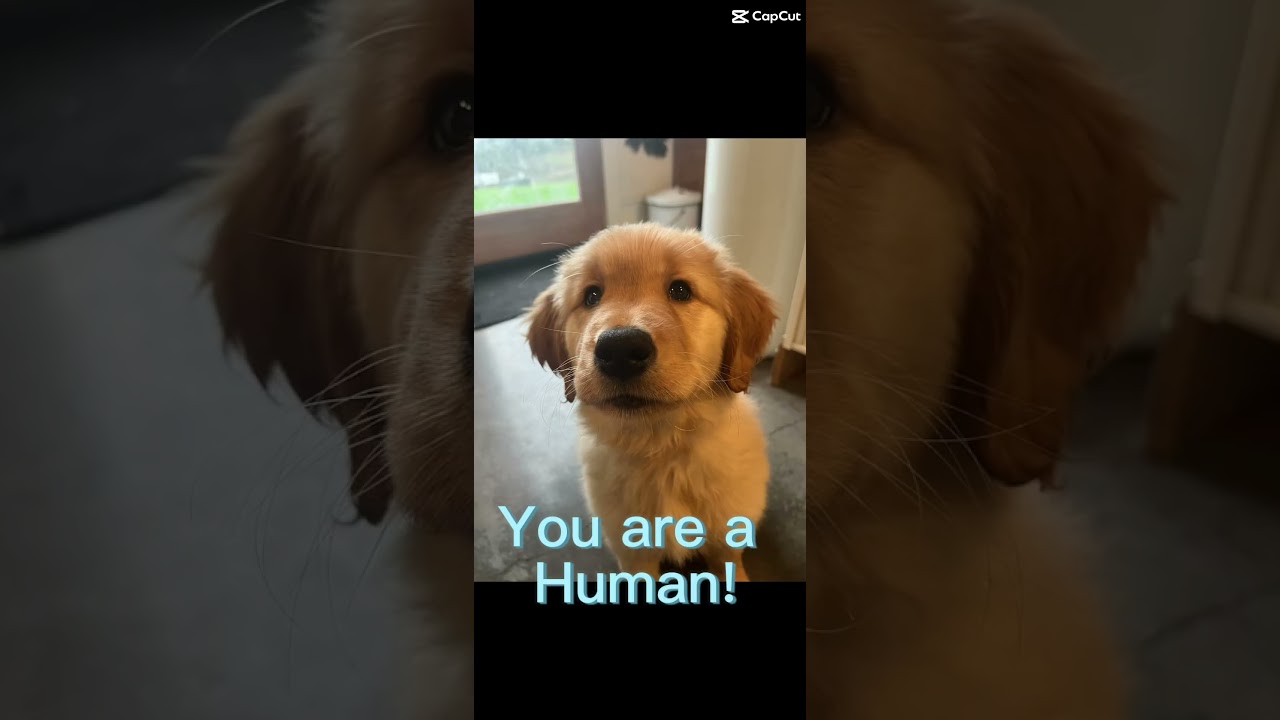 El tierno gesto de un Golden Retriever que conquistó la red
