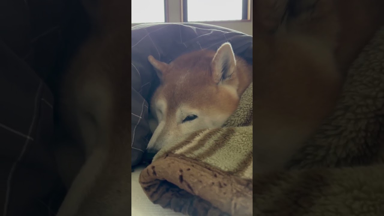 El tierno despertar de un Shiba Inu que cautiva a las redes