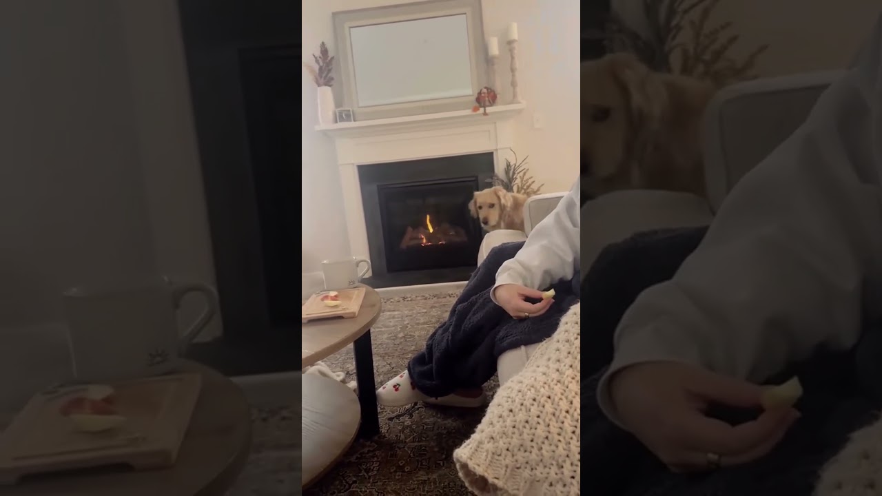 El inesperado efecto de una bolsa en estos gatitos