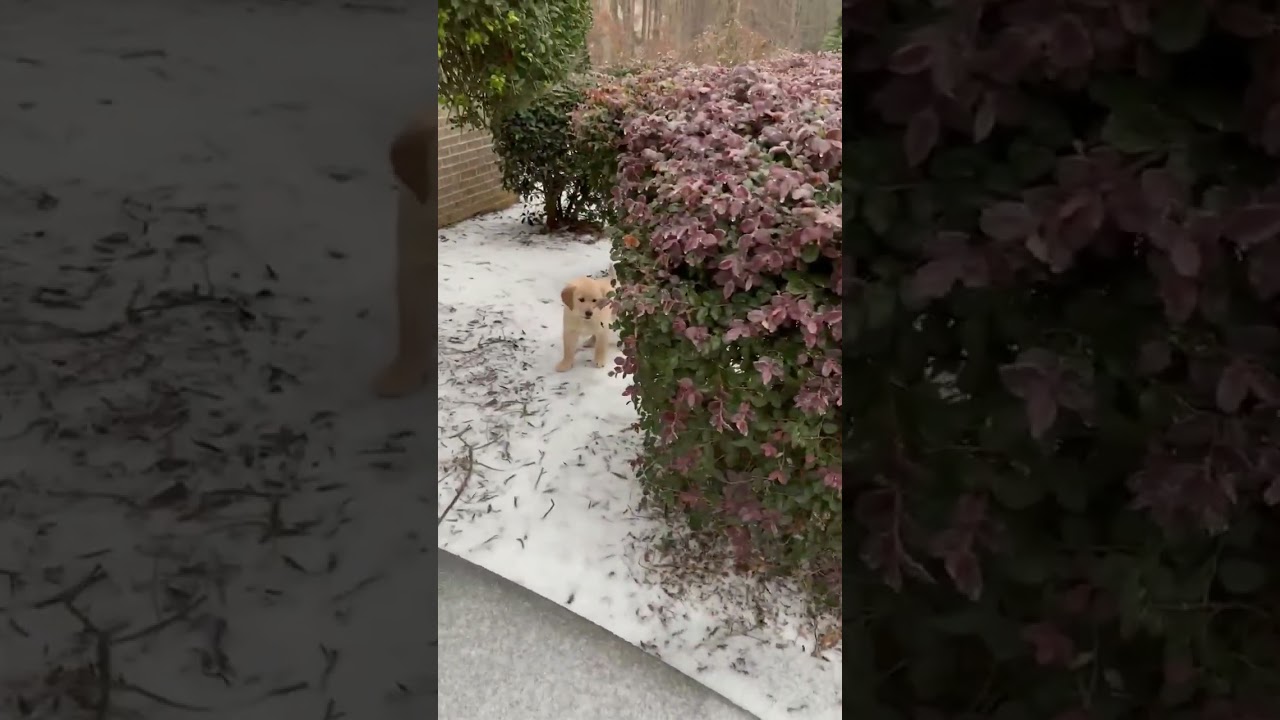 La increíble reacción de Winnie al descubrir la nieve