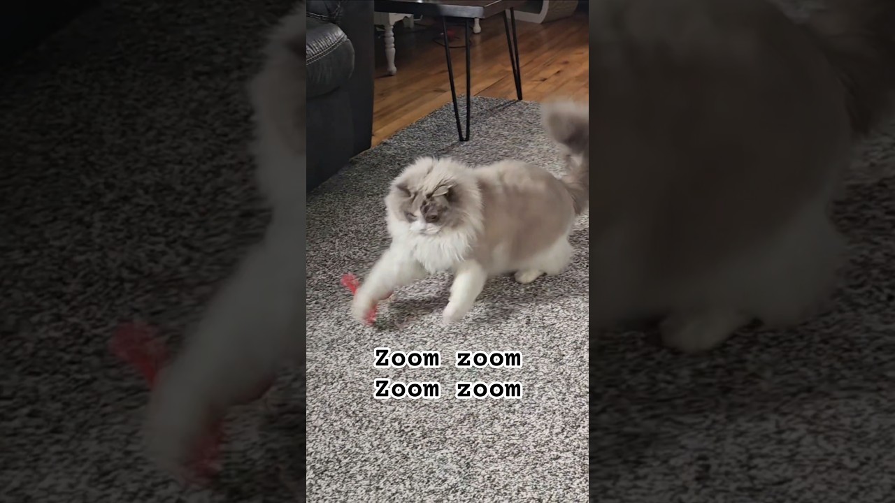 El inesperado estallido de energía de estos bellos Ragdoll