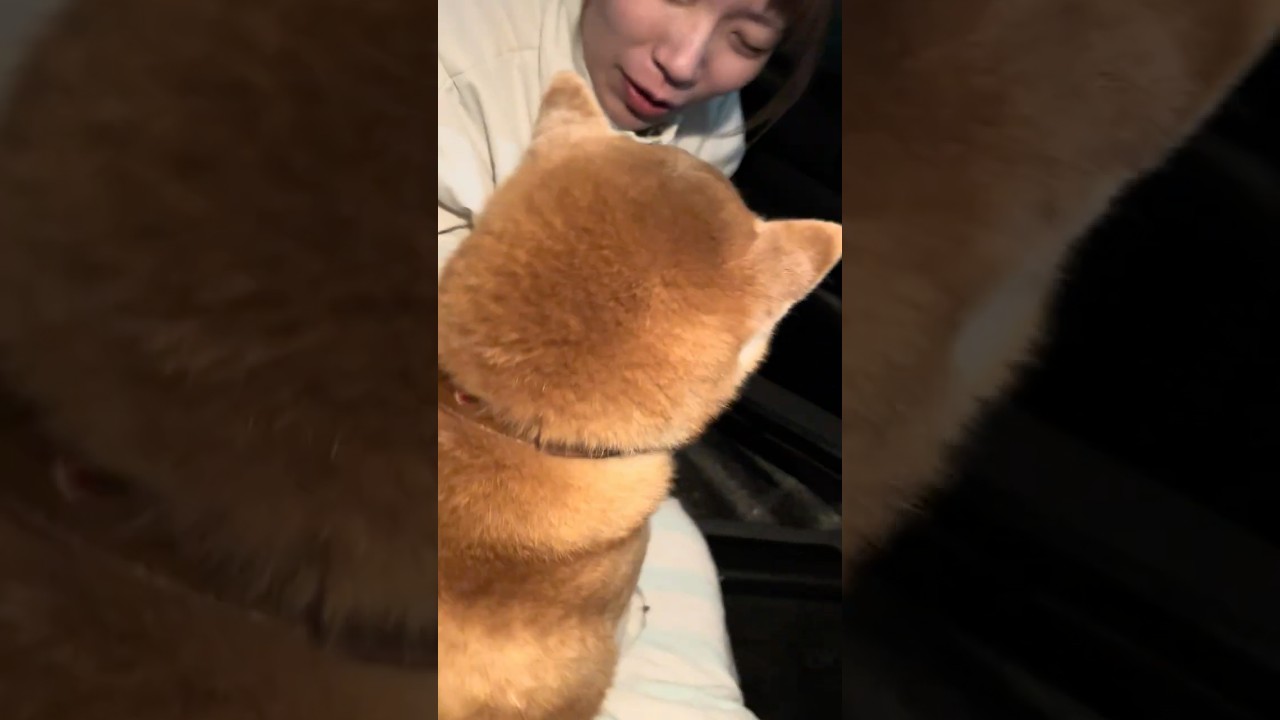 Conmovedora despedida: el Shiba que no quiere soltar a su hermana