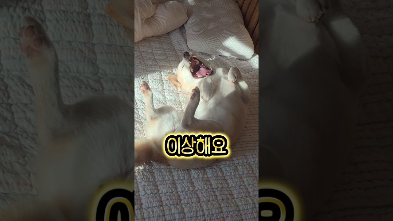 La increíble y tierna protesta de un Shiba que cautiva redes