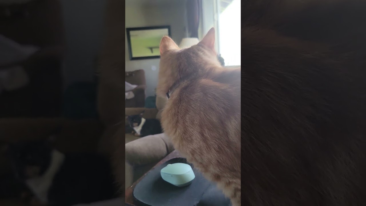 El increíble secreto de los ataques de energía en gatos