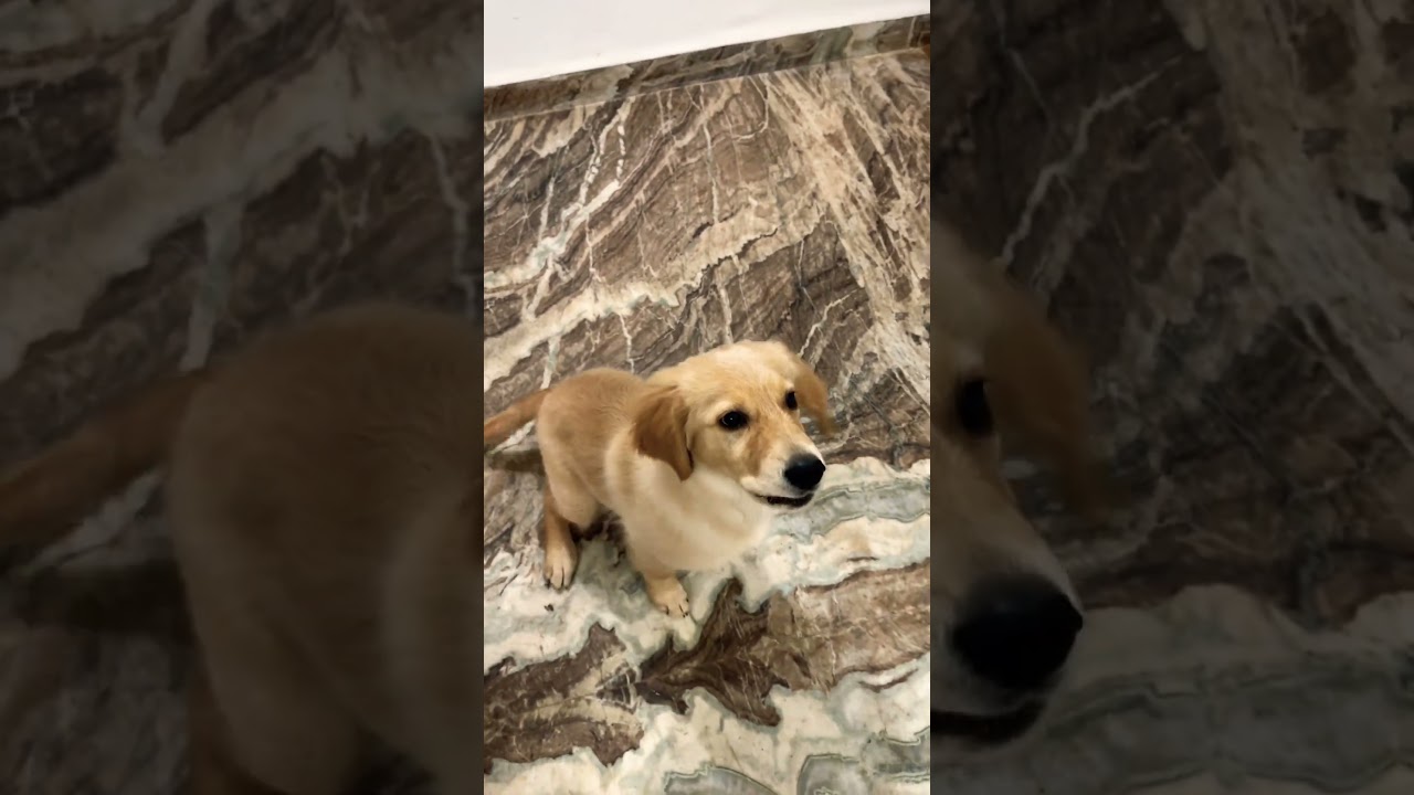 El irresistible encanto científico de un Golden cachorro