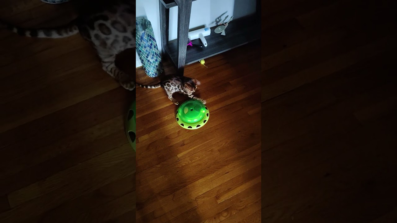 Froggy, el pequeño bengala que hipnotiza con su energía