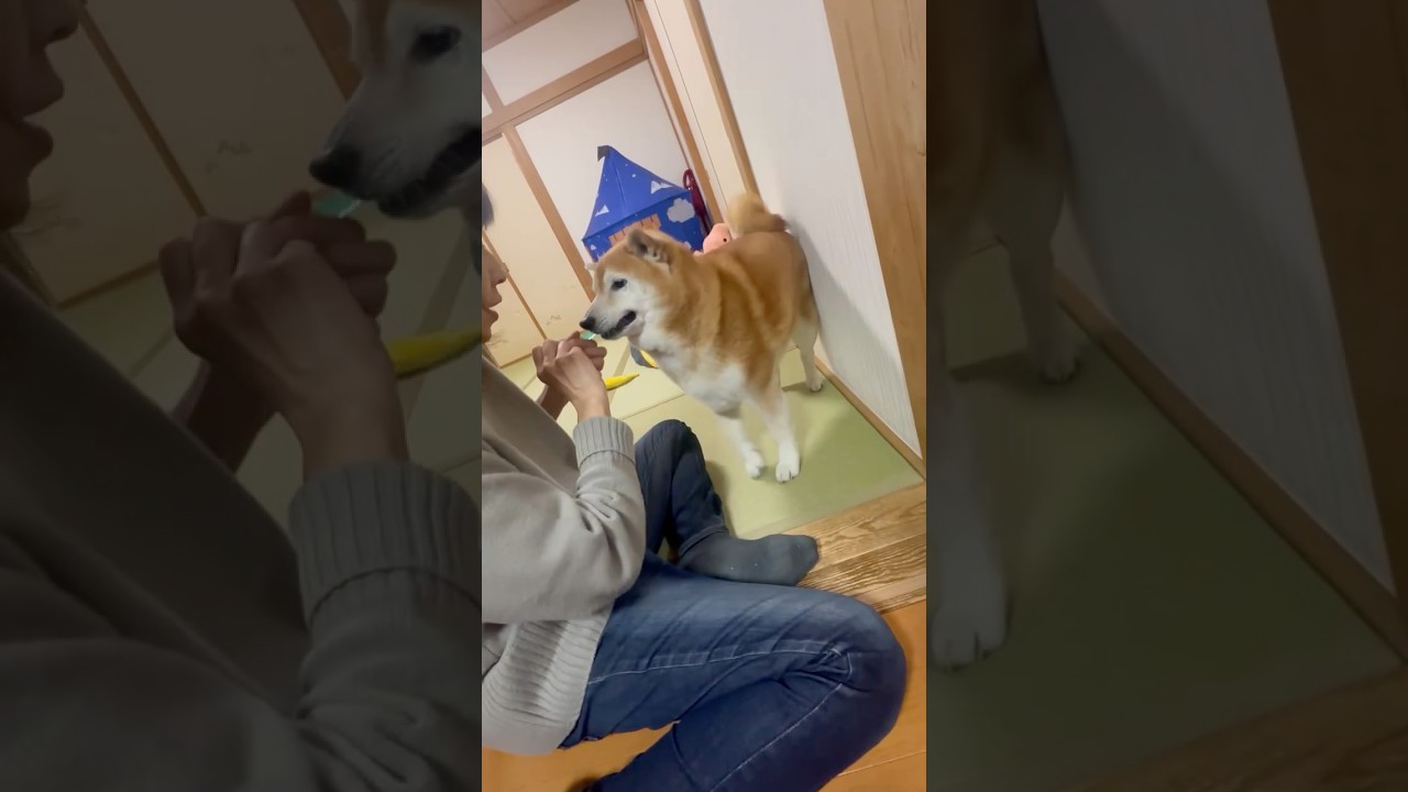 El inesperado berrinche de un Shiba por su higiene dental