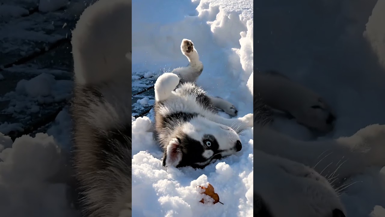 El despertar de un instinto: Husky descubre la nieve