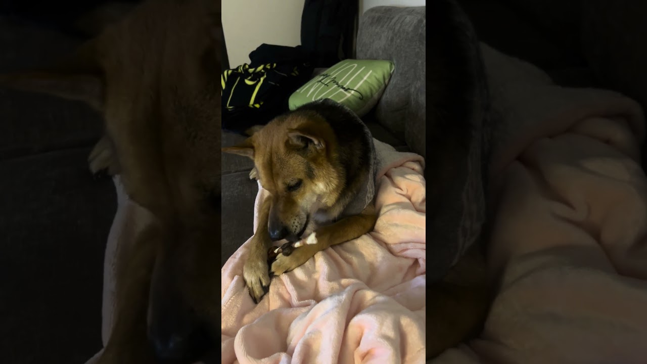 El increíble ritual de un Shiba Inu que enamora al mundo