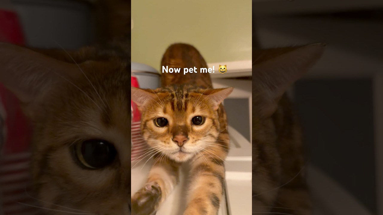El fascinante lenguaje oculto del gato de Bengala