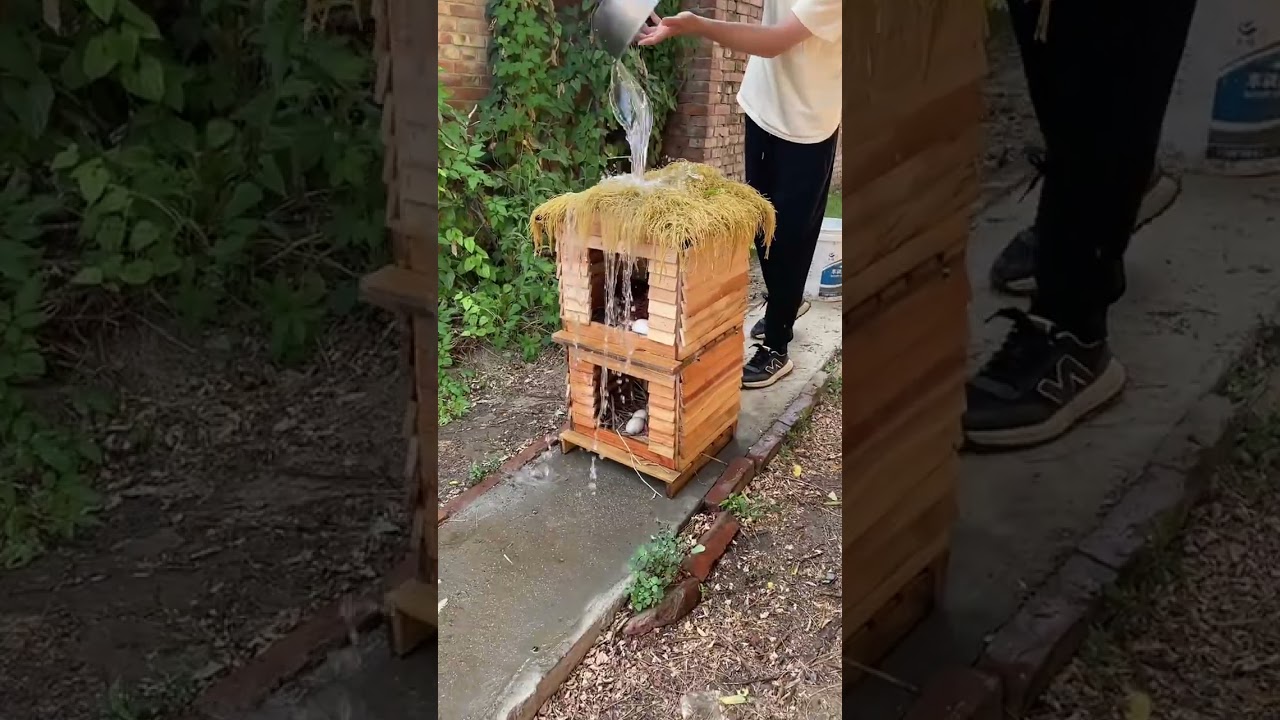 El conmovedor refugio que protege a estas gallinas del frío