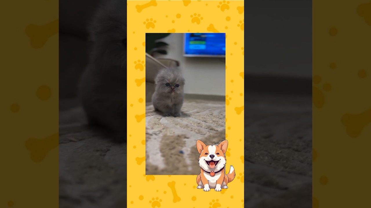 El increíble secreto detrás de la ternura de este gatito