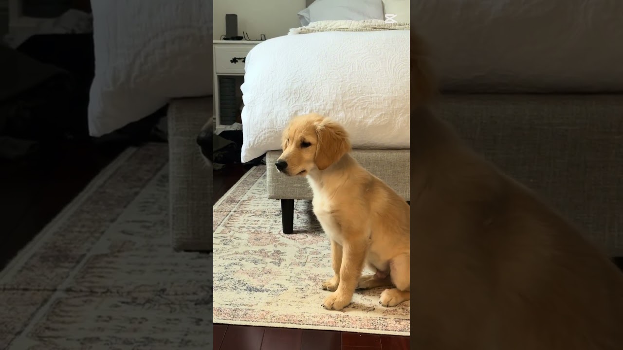 La encantadora inocencia de Doug: un Golden inolvidable