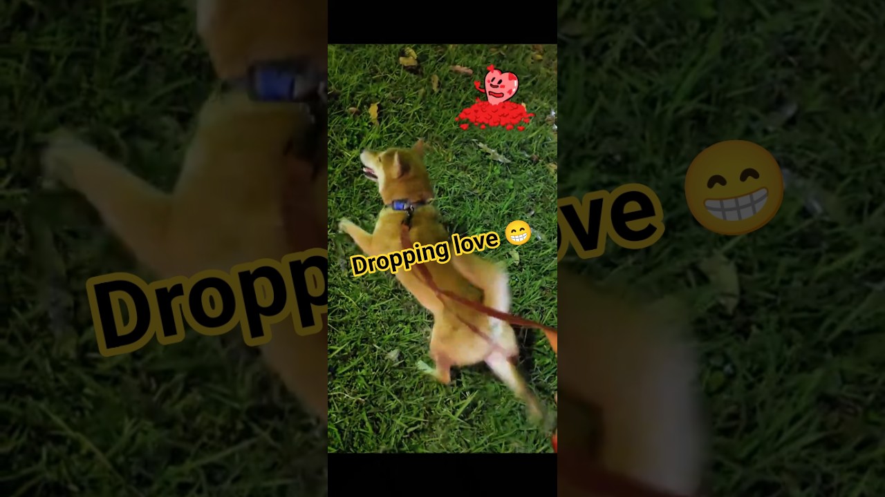El lenguaje secreto del Shiba Inu y su amor inesperado