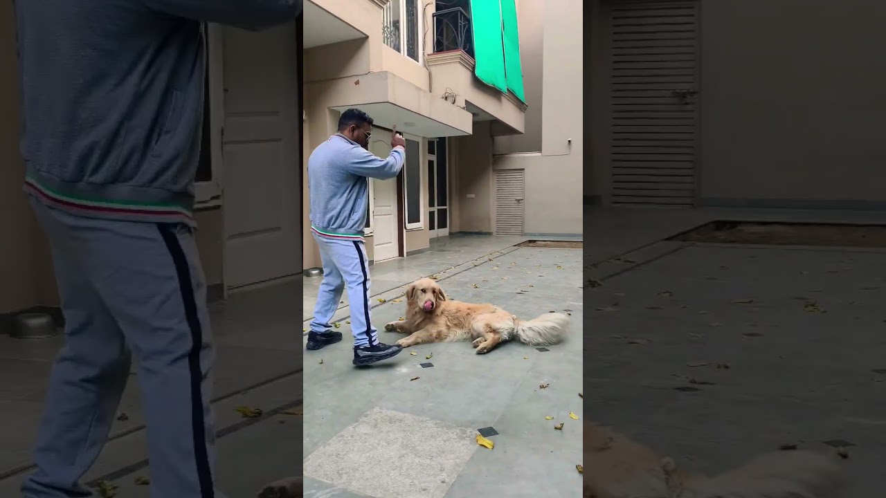 La asombrosa capacidad de aprendizaje de este cachorro Golden