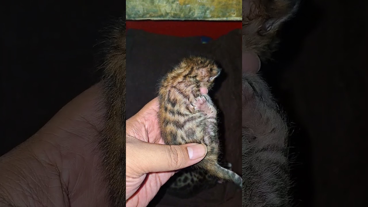 El irresistible bostezo de un pequeño leopardo doméstico