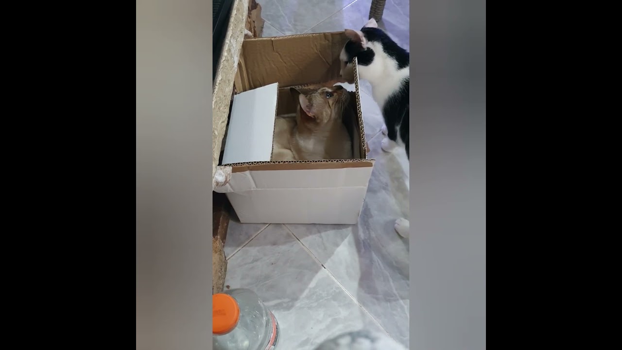 El inesperado refugio de Luna: el secreto de los gatos Bengala