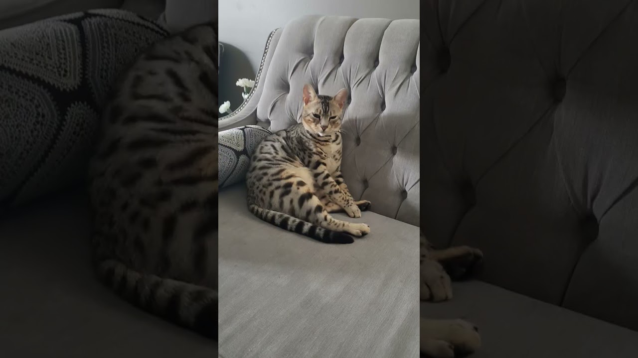 El increíble encuentro de un gato bengalí con la nieve