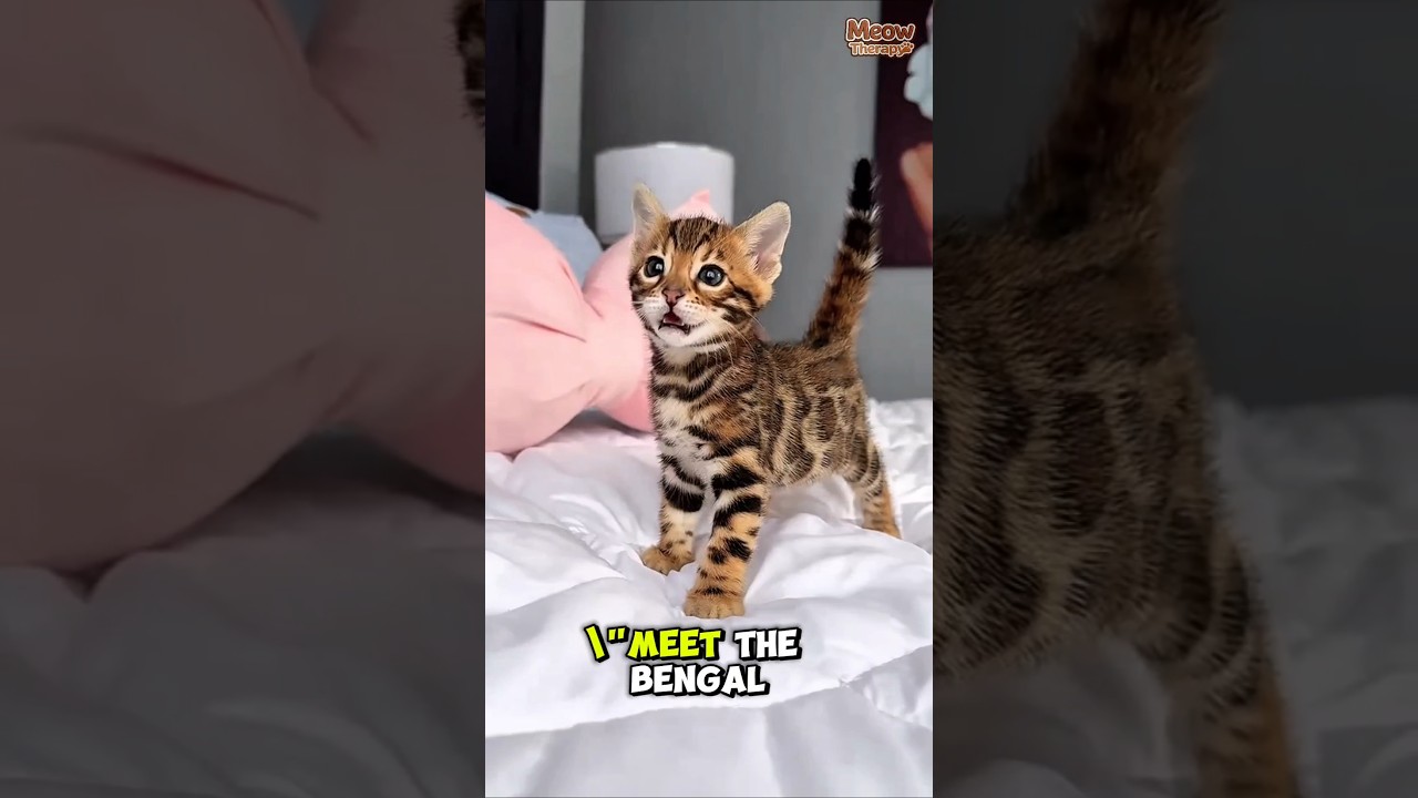 El increíble origen del gato bengalí: un pequeño leopardo