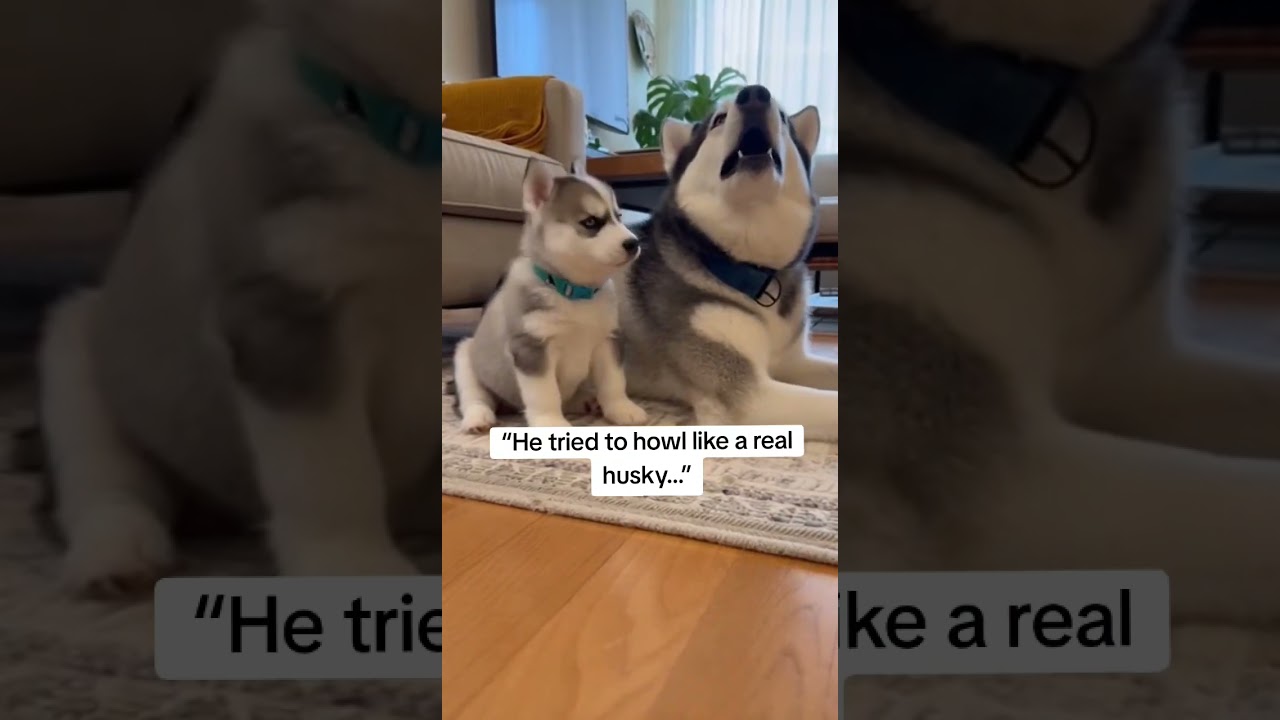 El primer y emotivo aullido de un pequeño Husky azul