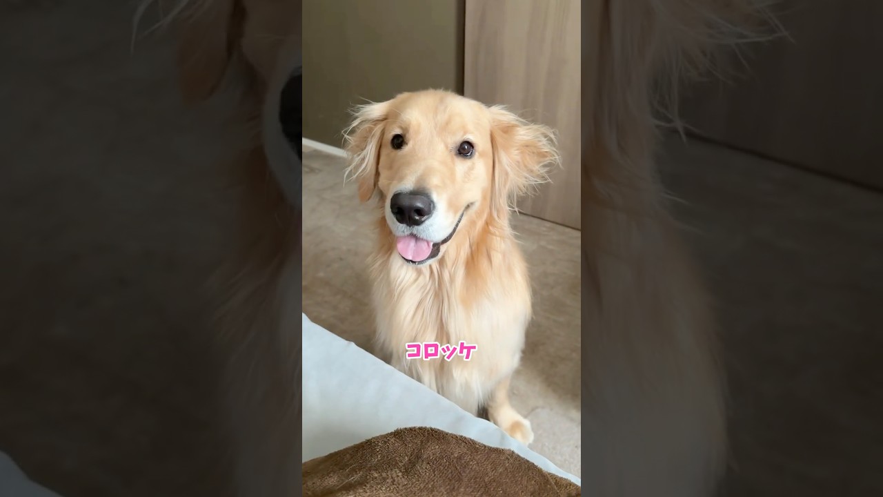 La explosiva e increíble alegría de un Golden Retriever