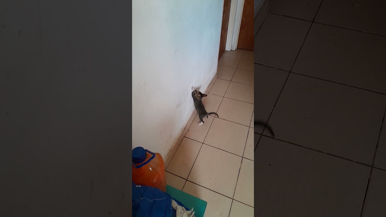 La increíble batalla de Nilo contra su propia sombra