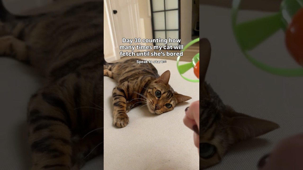 El asombroso maratón de la gatita que juega como Firulais