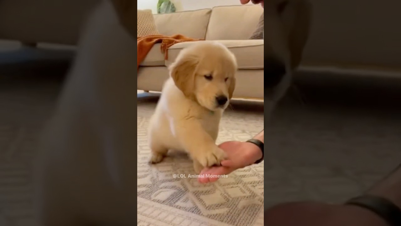 El inesperado y tierno caos de un Golden Retriever bebé