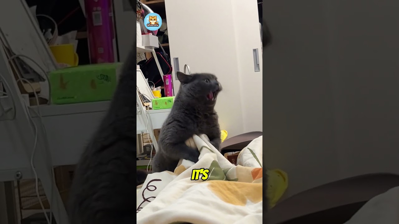 La increíble razón tras las locas carreras de tu gato