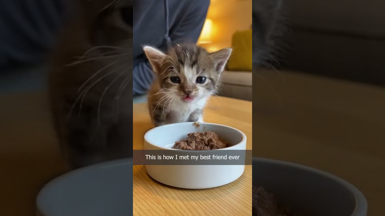 El conmovedor rescate de un pequeño felino bajo la tierra